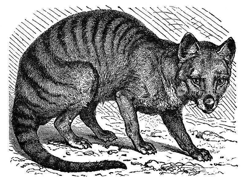 塔斯马尼亚虎(袋獾)- 19世纪